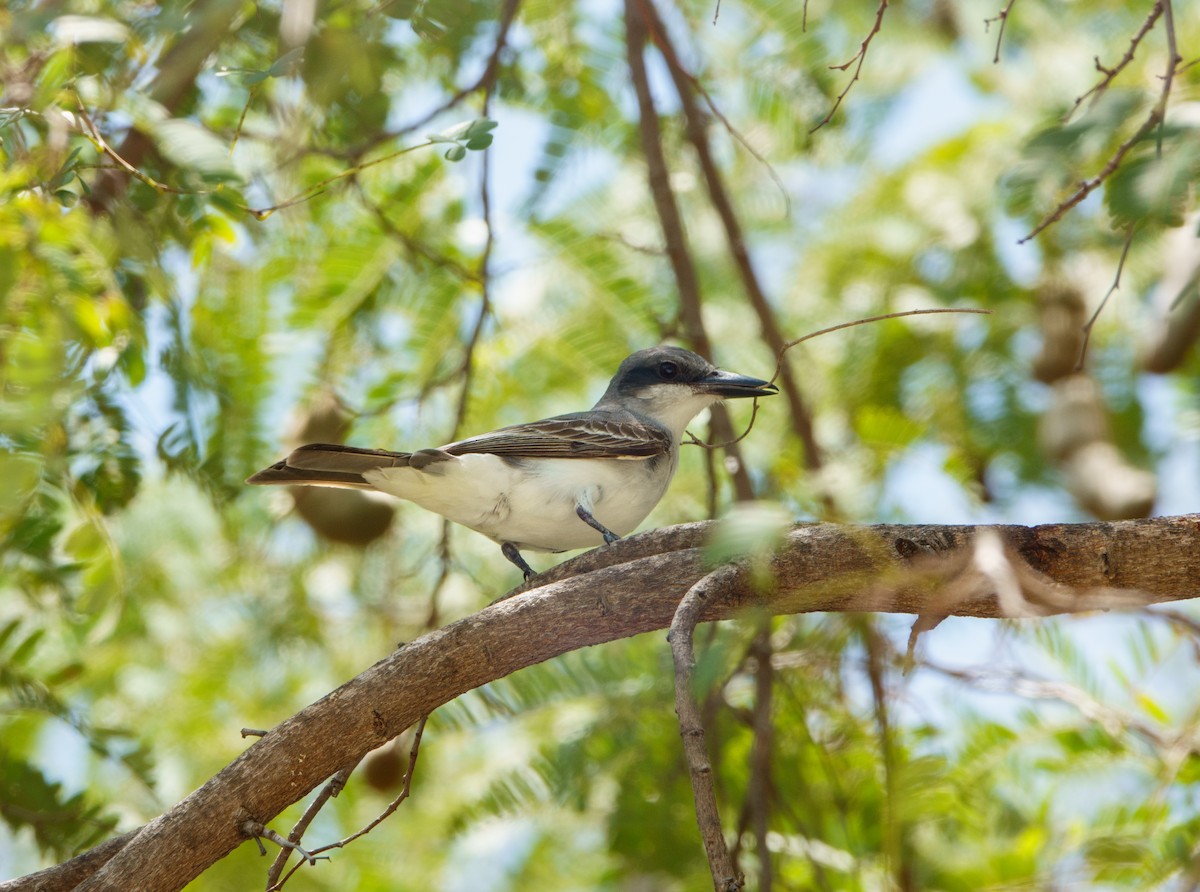 Gray Kingbird - ML620164401