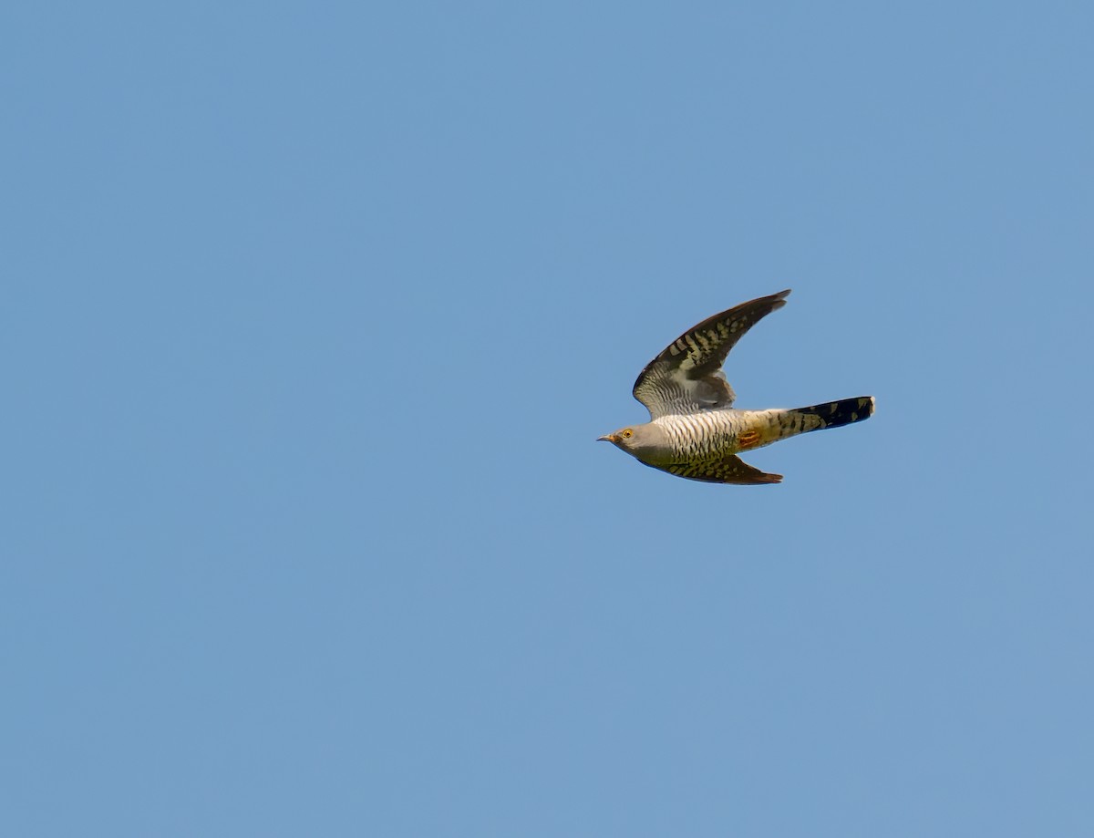 Common Cuckoo - ML620164406