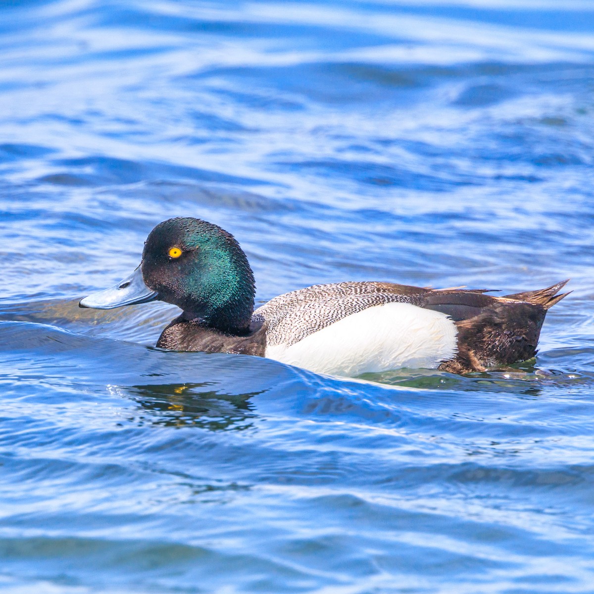 Greater Scaup - ML620164423