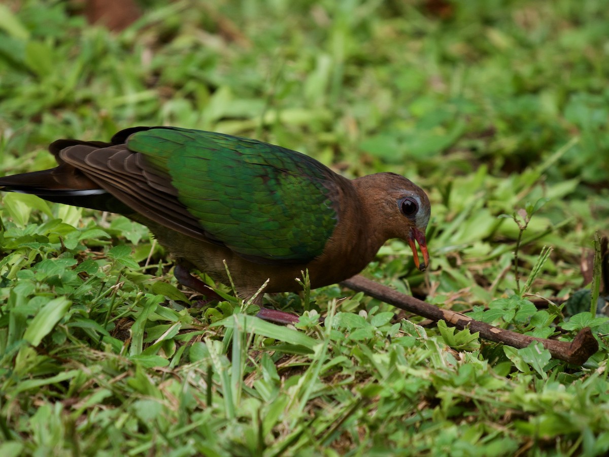 holub zelenokřídlý - ML620164436