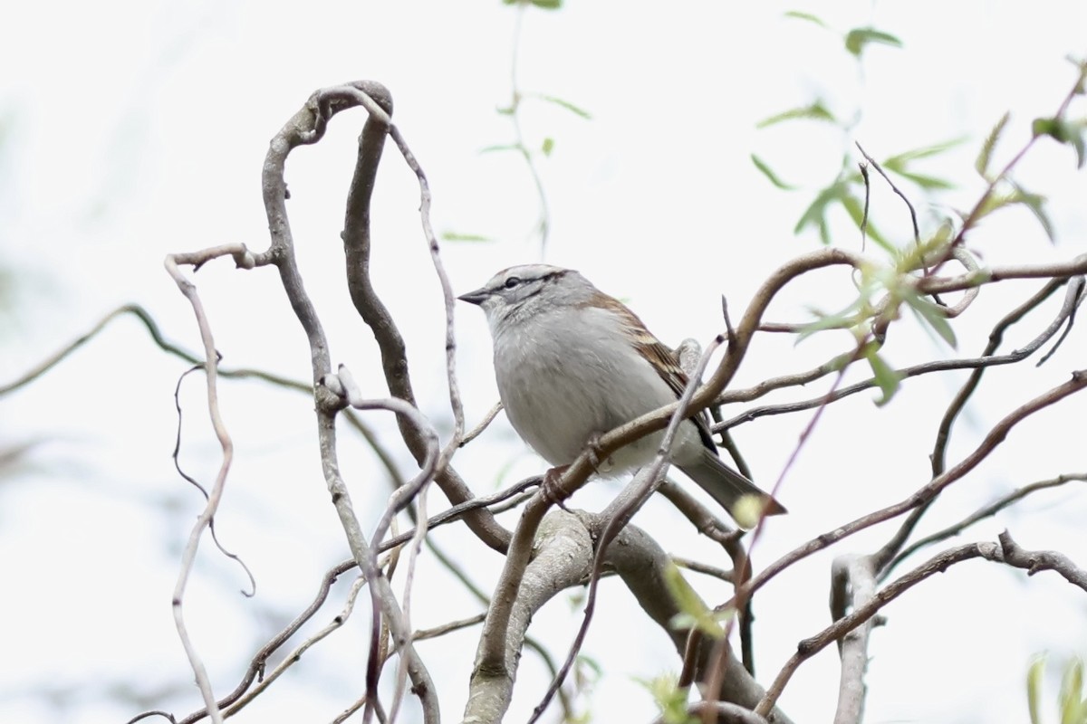 Chipping Sparrow - ML620164450