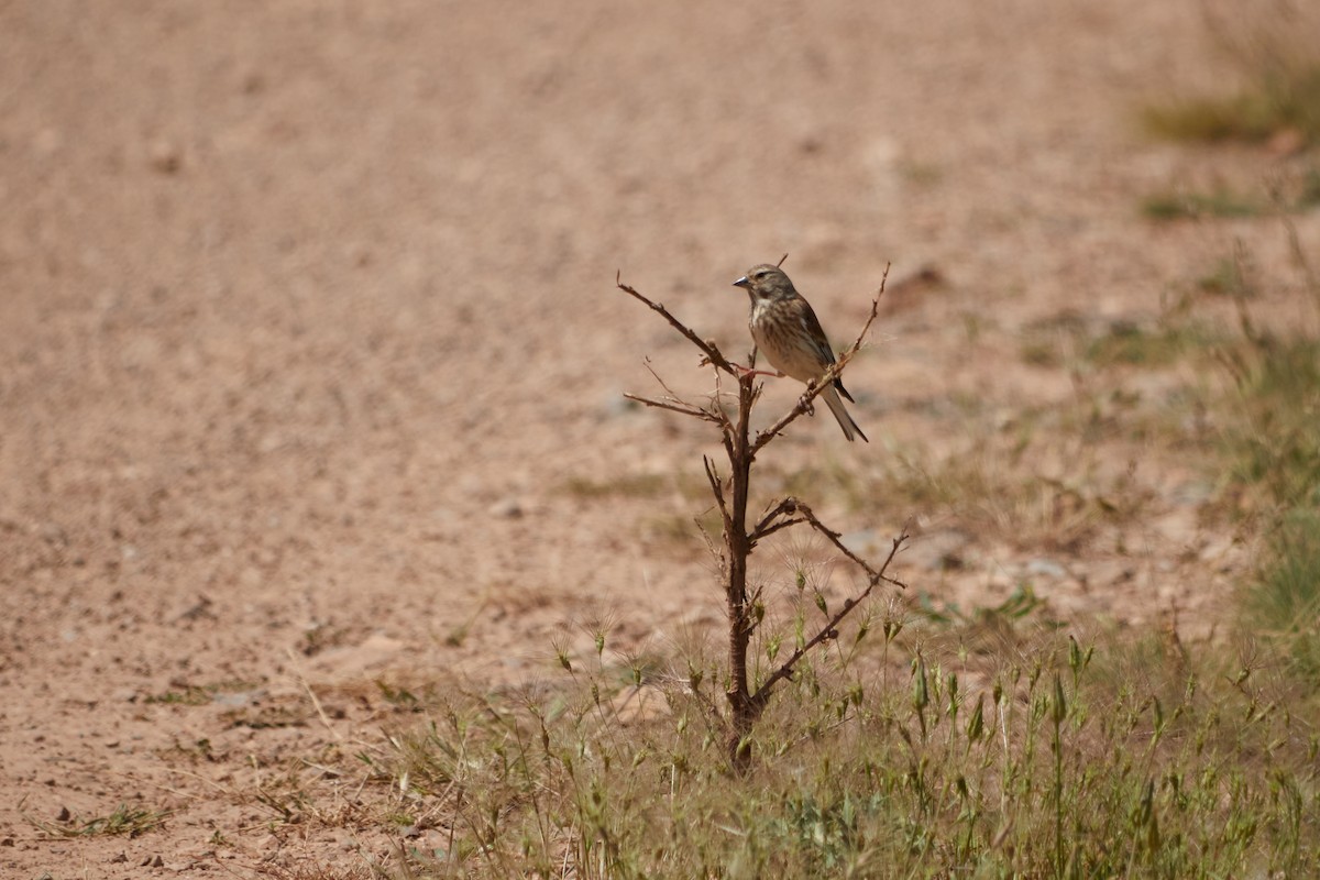 Eurasian Linnet - ML620164451