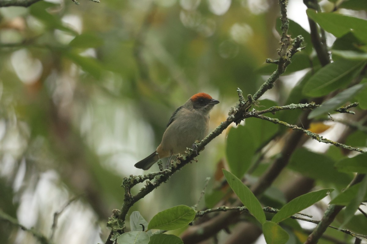 Scrub Tanager - ML620164459