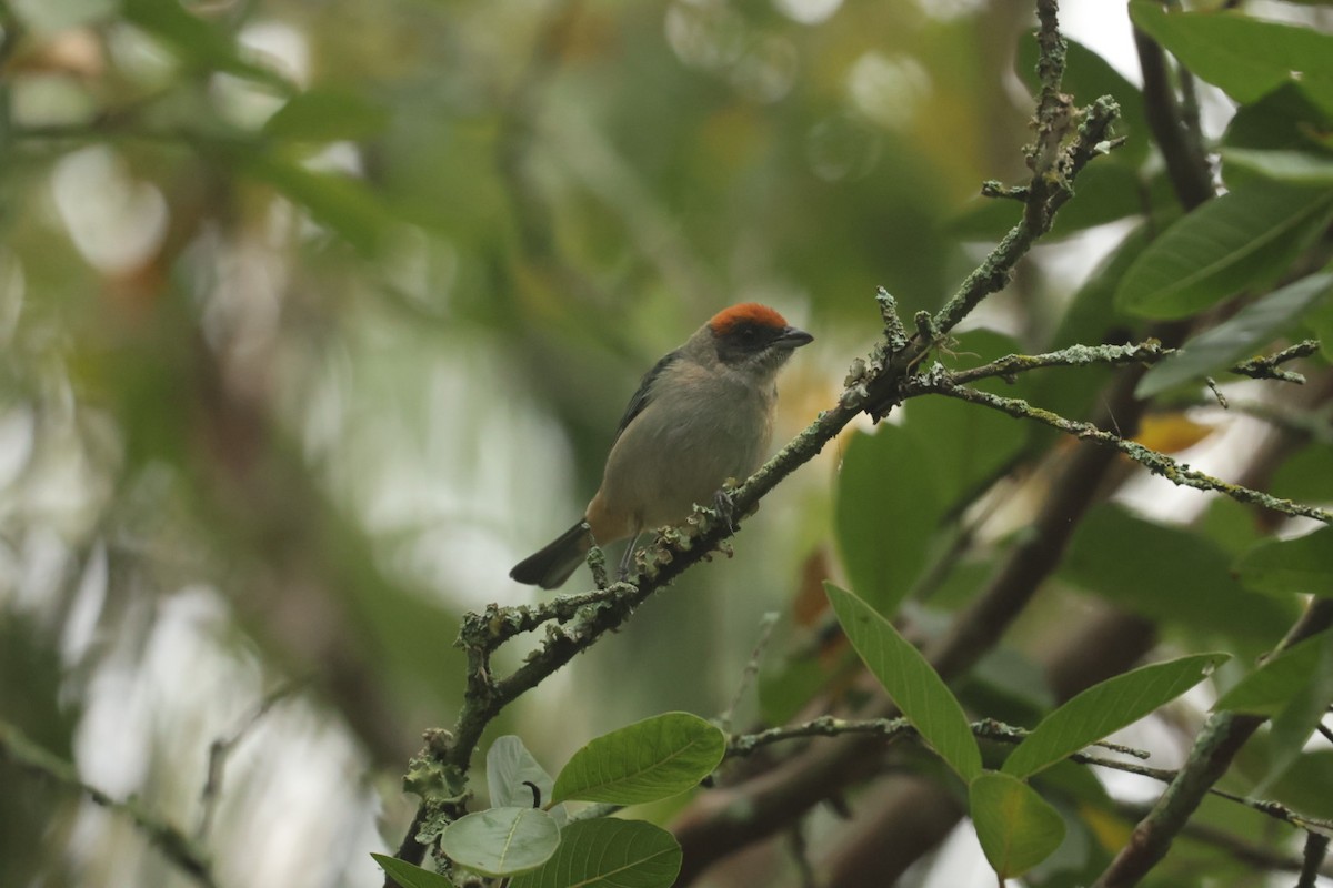 Scrub Tanager - ML620164460