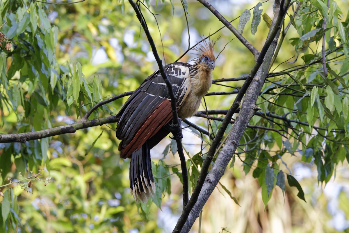 Hoatzin - ML620164463