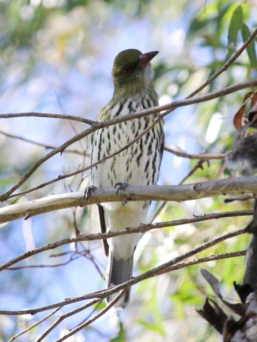 Olive-backed Oriole - ML620164467