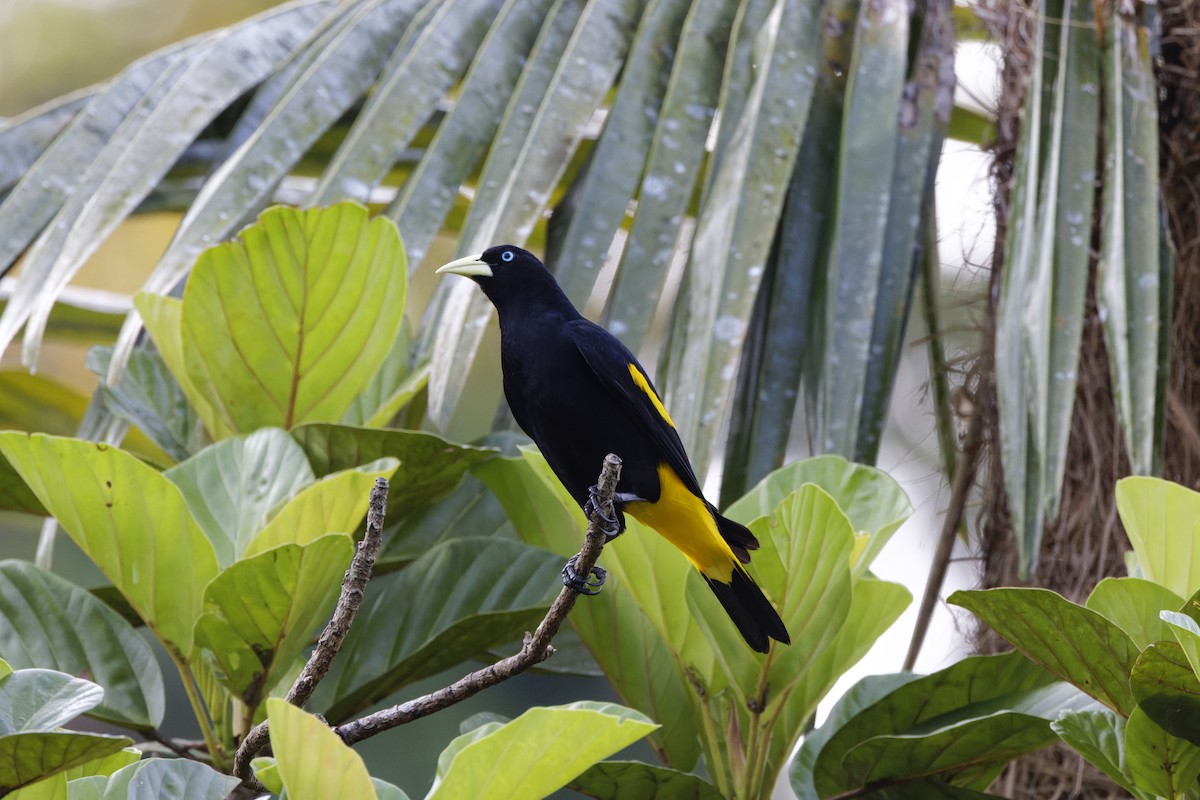 Yellow-rumped Cacique - ML620164474