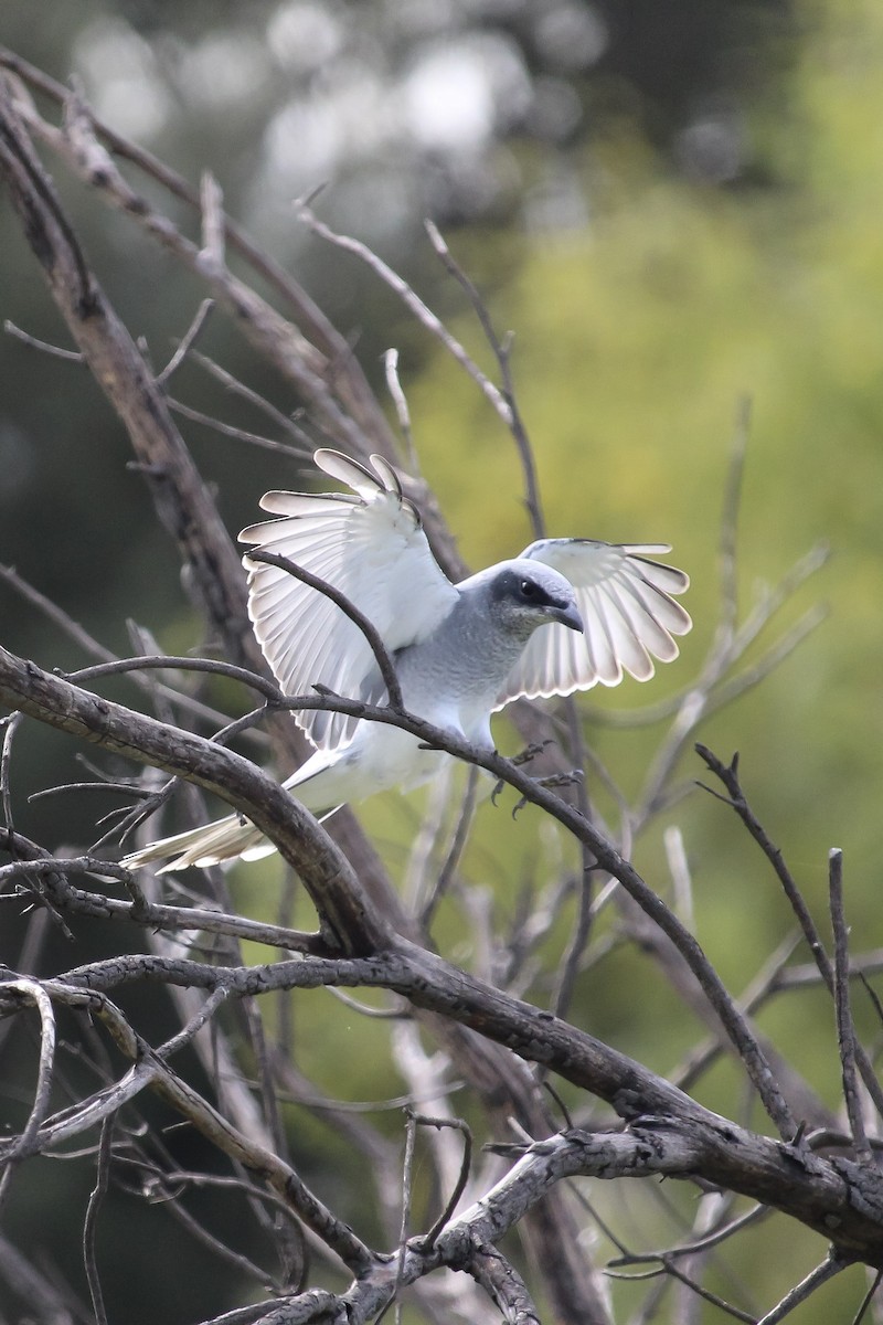 White-bellied Cuckooshrike - ML620164475