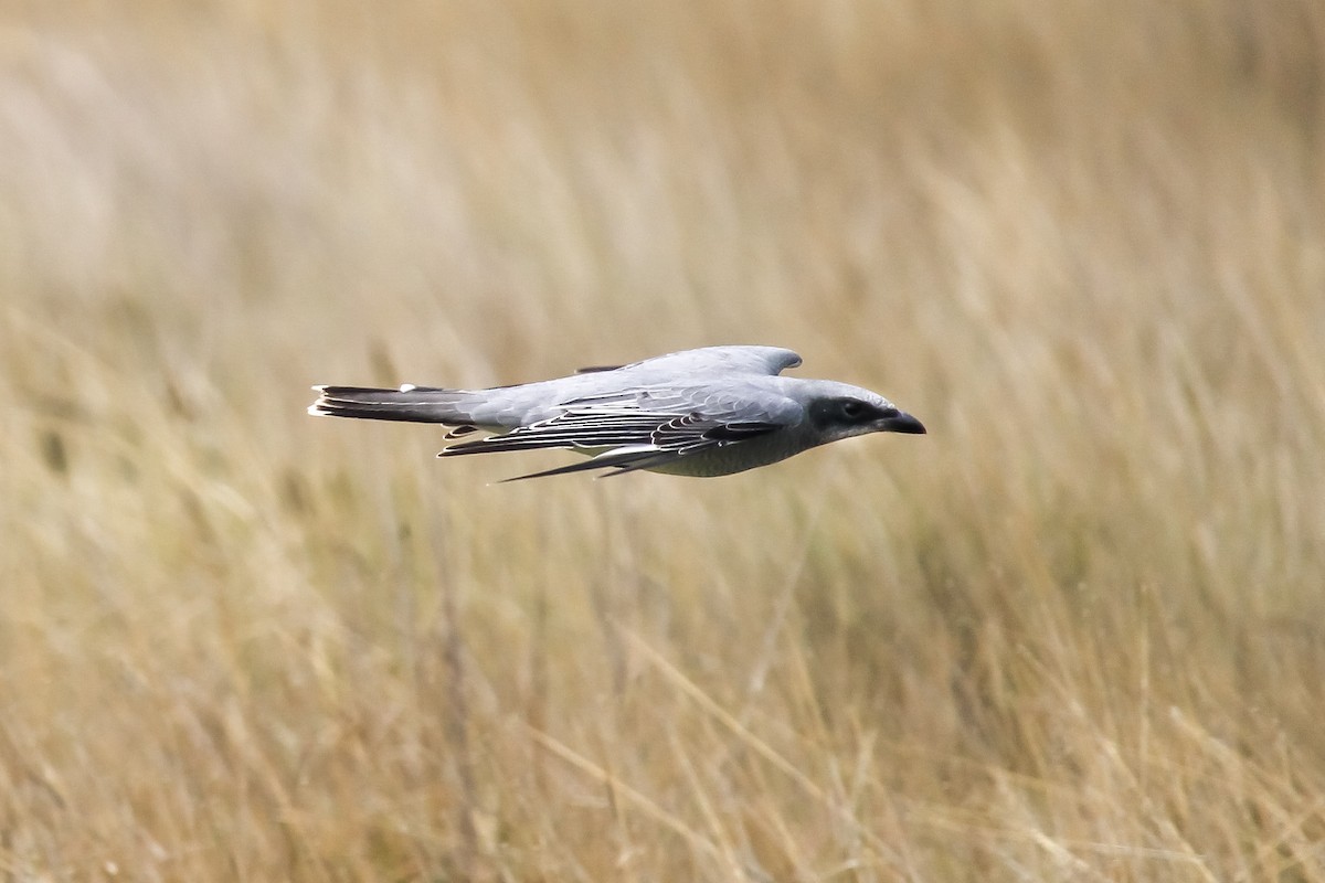 White-bellied Cuckooshrike - ML620164477