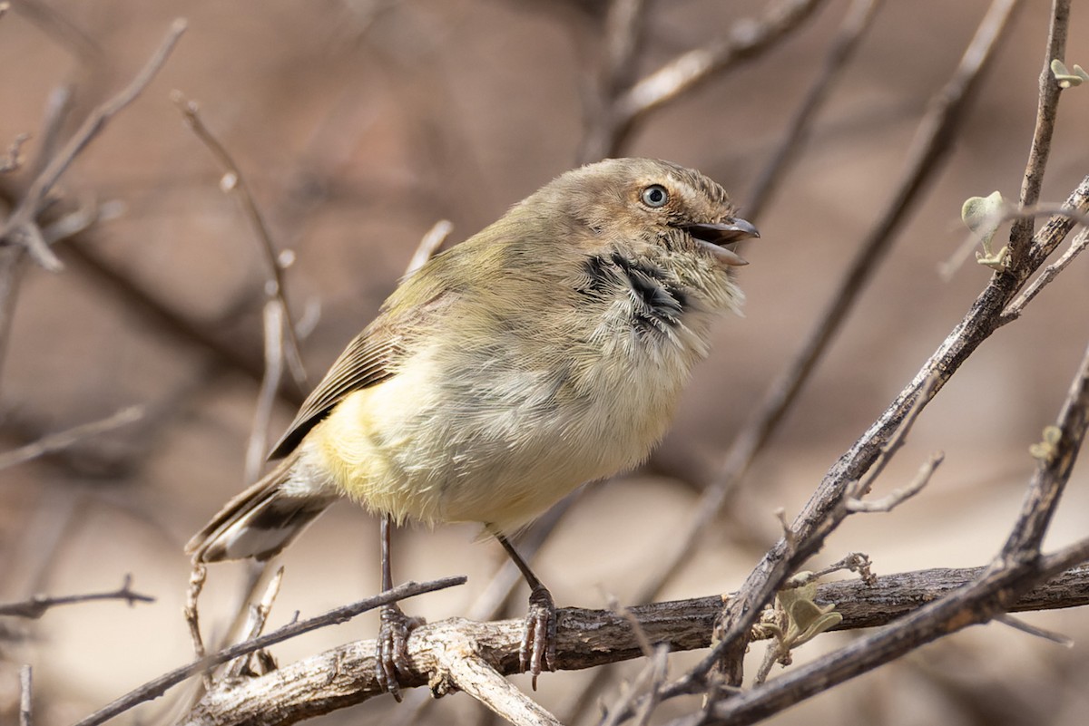 Weebill - ML620164480