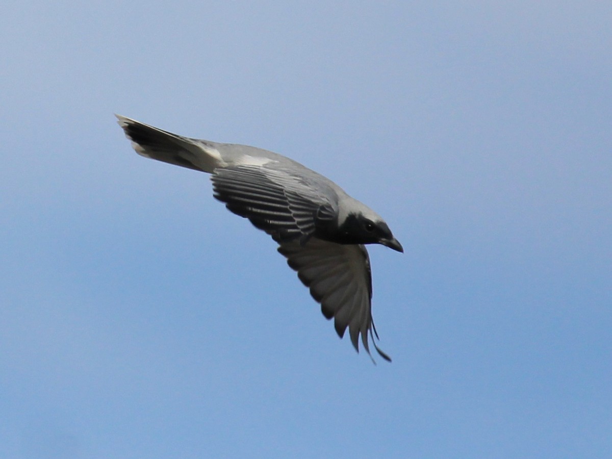 Black-faced Cuckooshrike - ML620164493