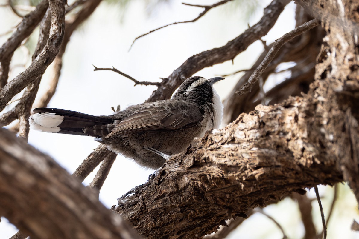 White-browed Babbler - ML620164501