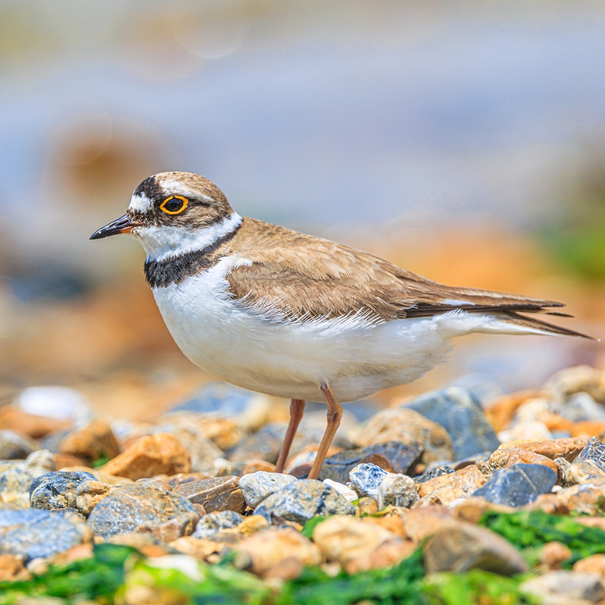 Little Ringed Plover - ML620164506