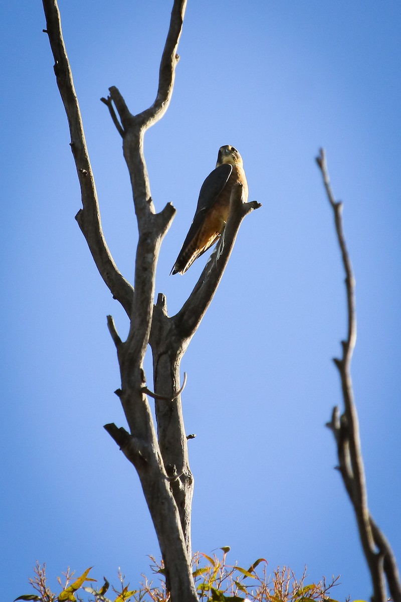 Australian Hobby - ML620164507