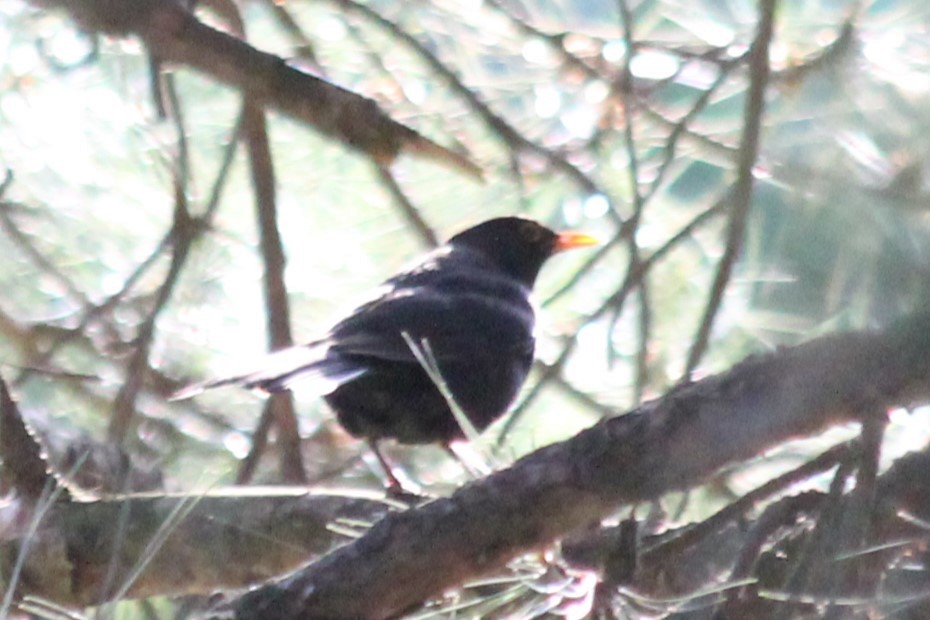 Eurasian Blackbird - ML620164513