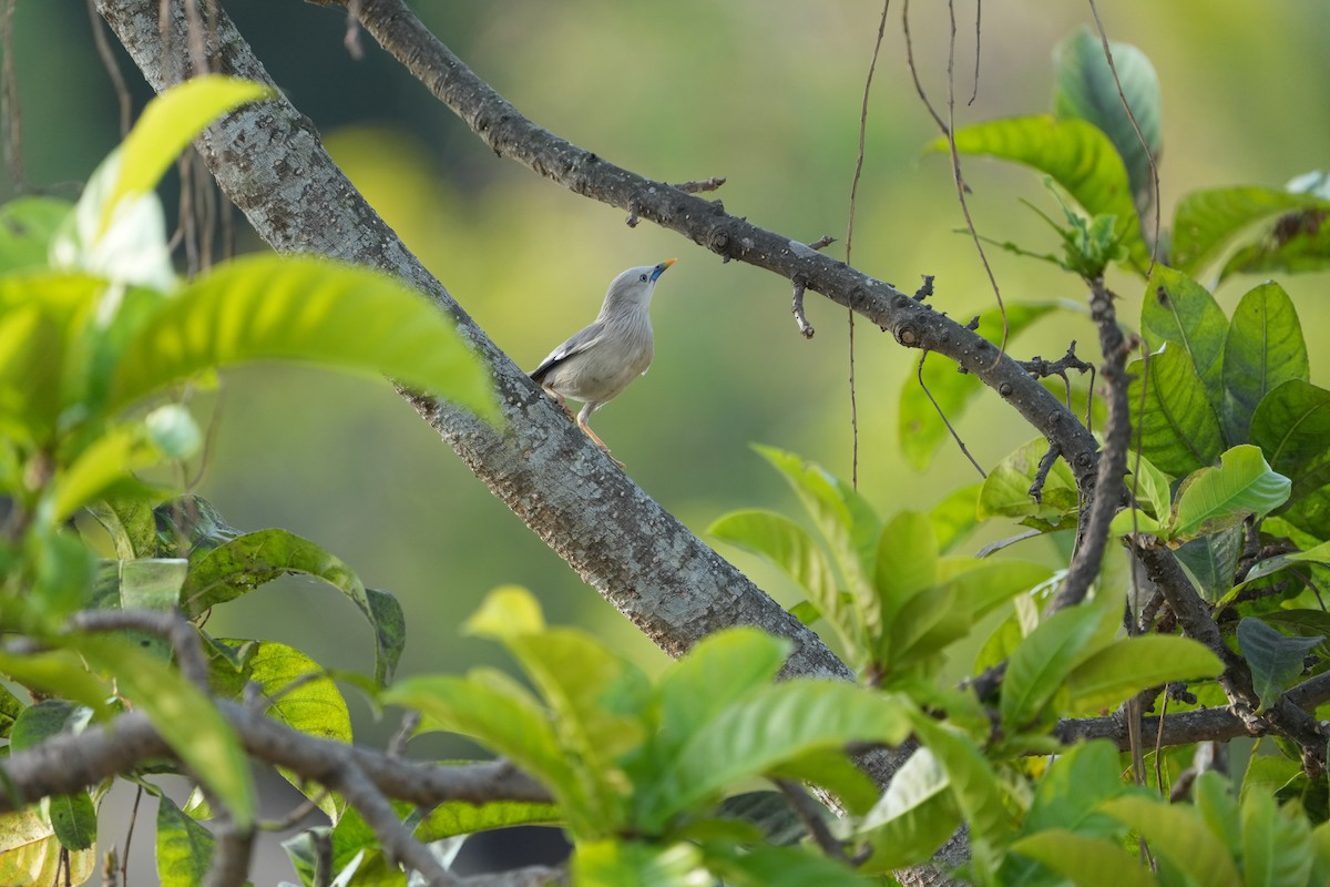 Chestnut-tailed Starling - ML620164514