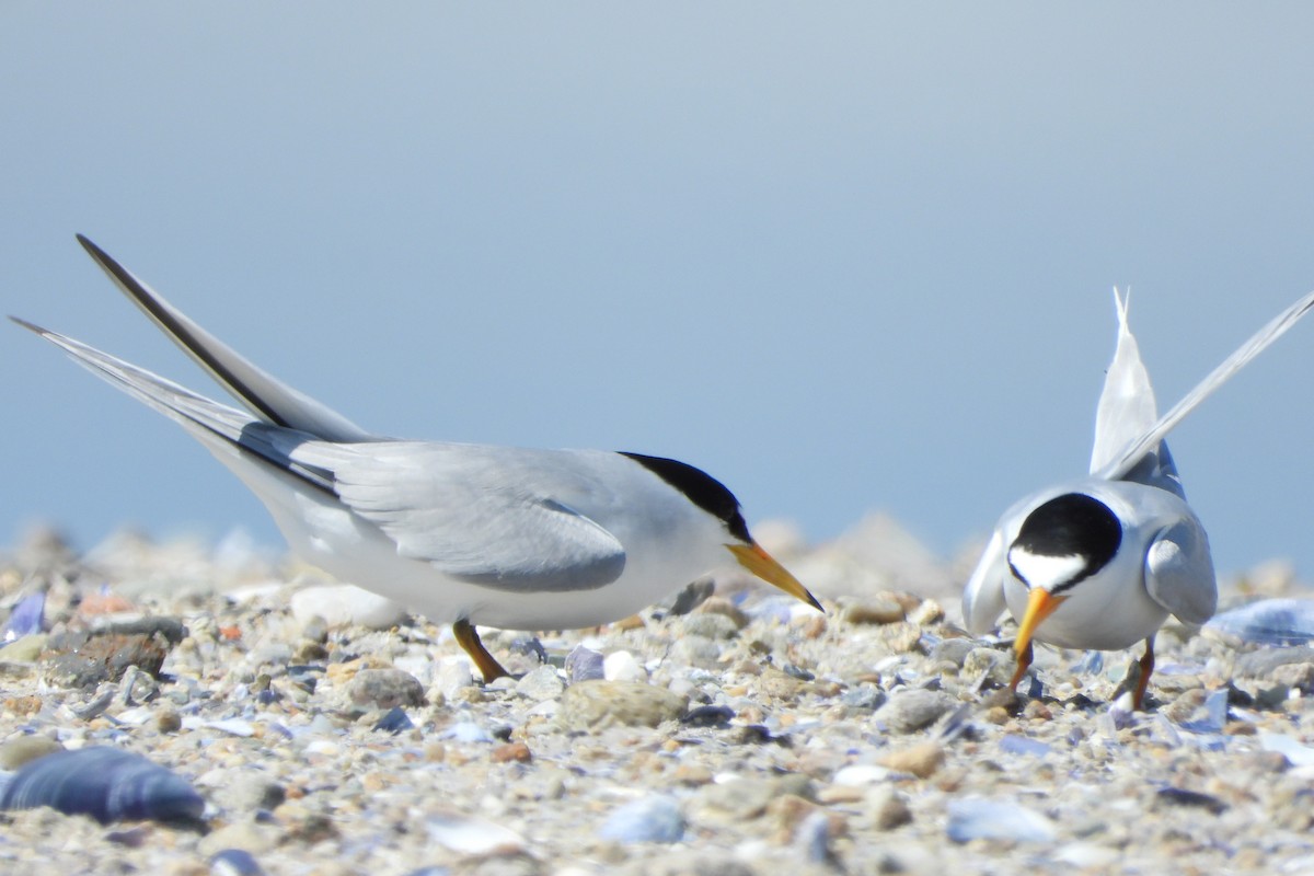 Least Tern - ML620164522