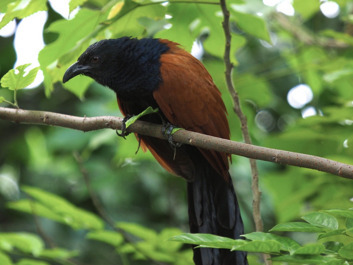 Greater Coucal - ML620164530