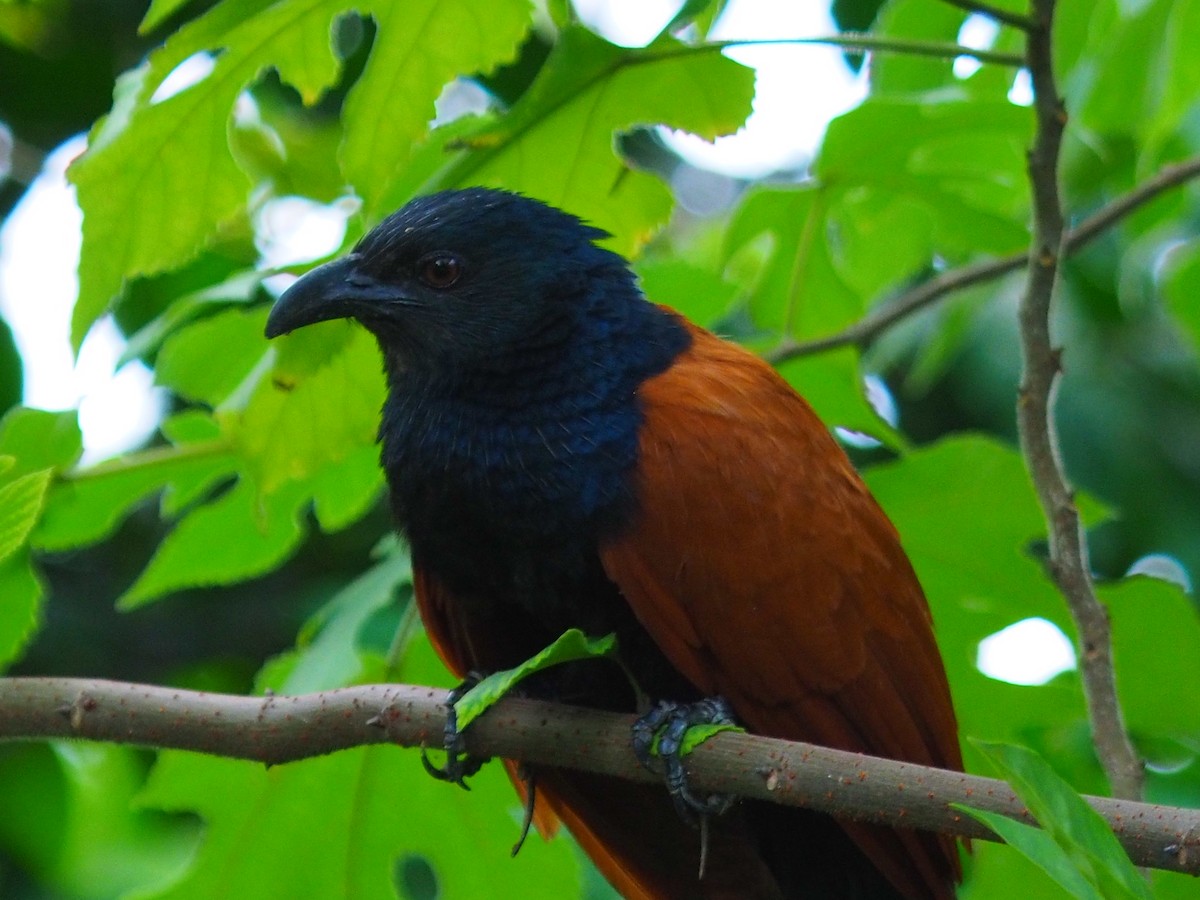 Greater Coucal - ML620164531