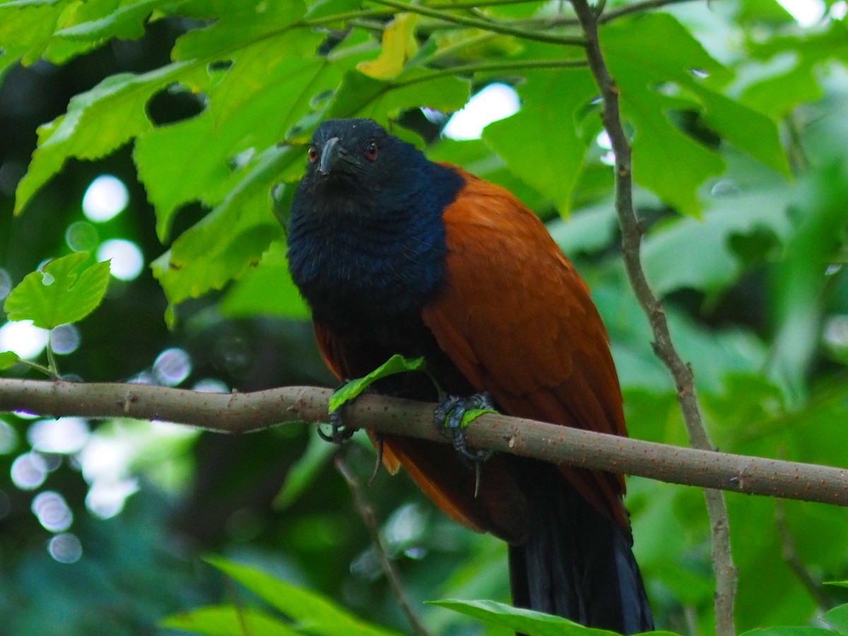 Greater Coucal - ML620164532