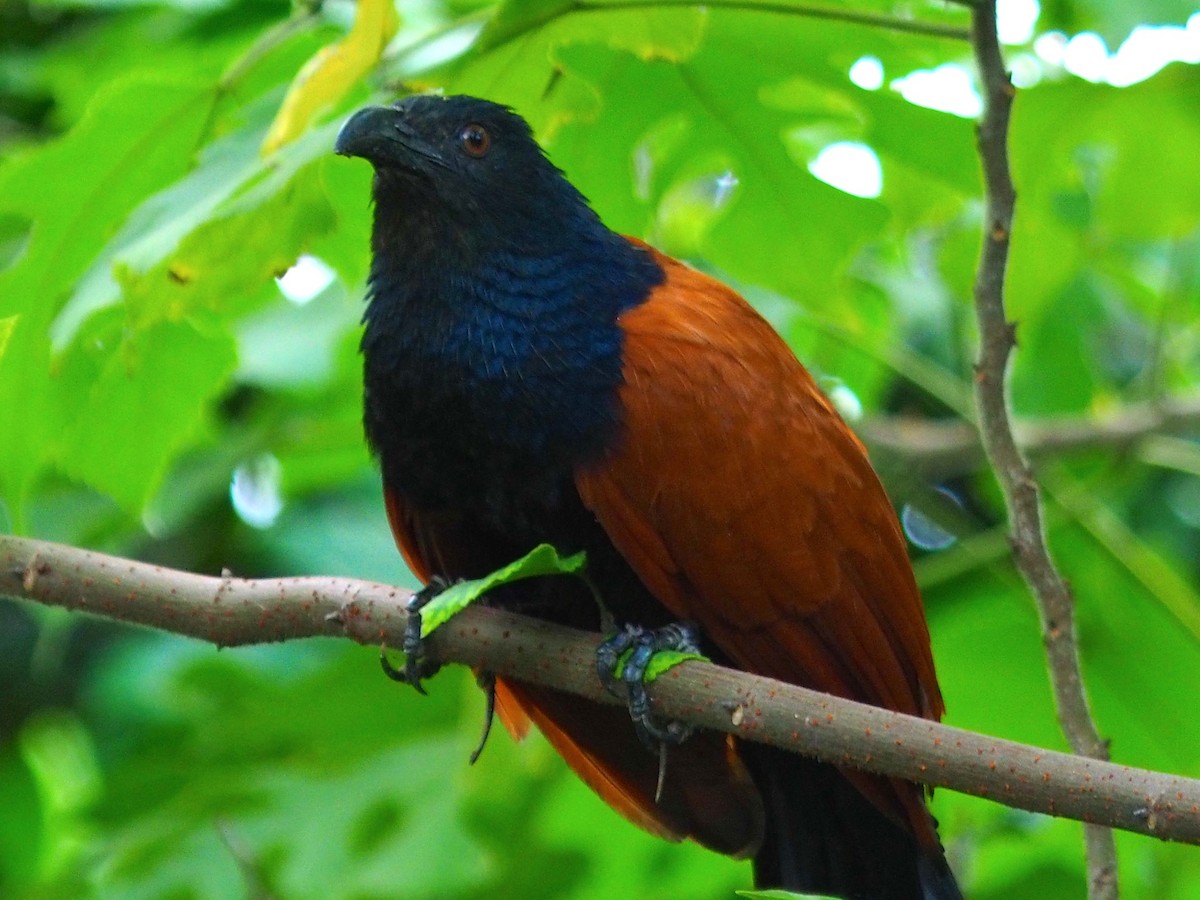 Greater Coucal - ML620164533