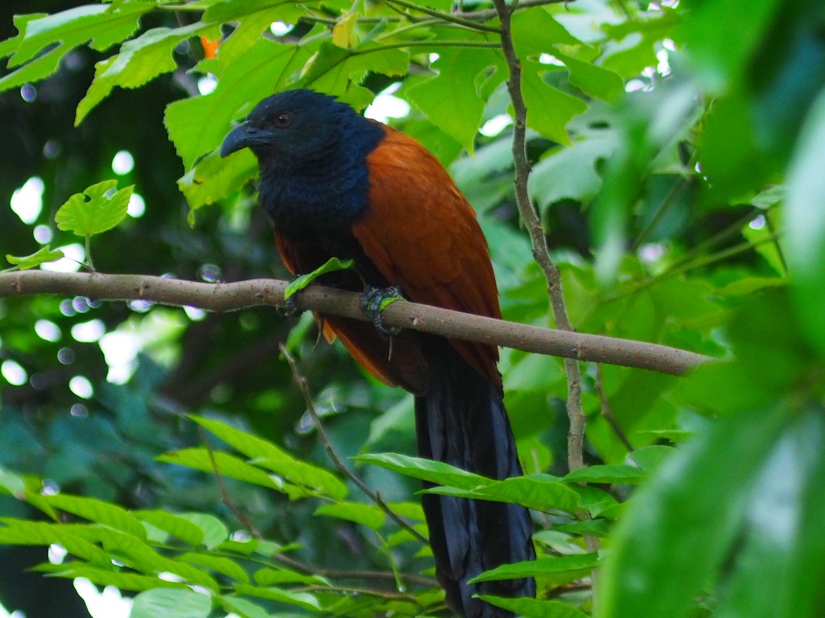 Greater Coucal - ML620164534