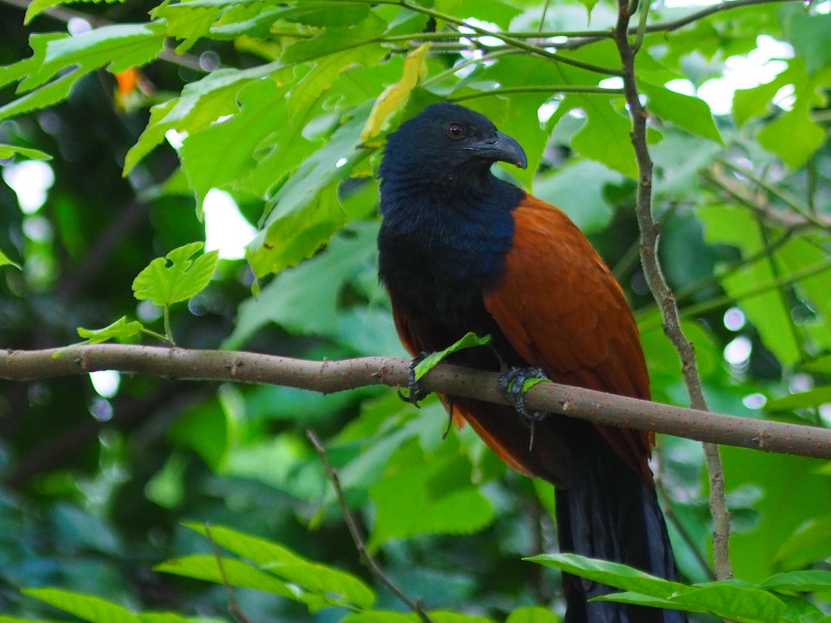 Greater Coucal - ML620164535