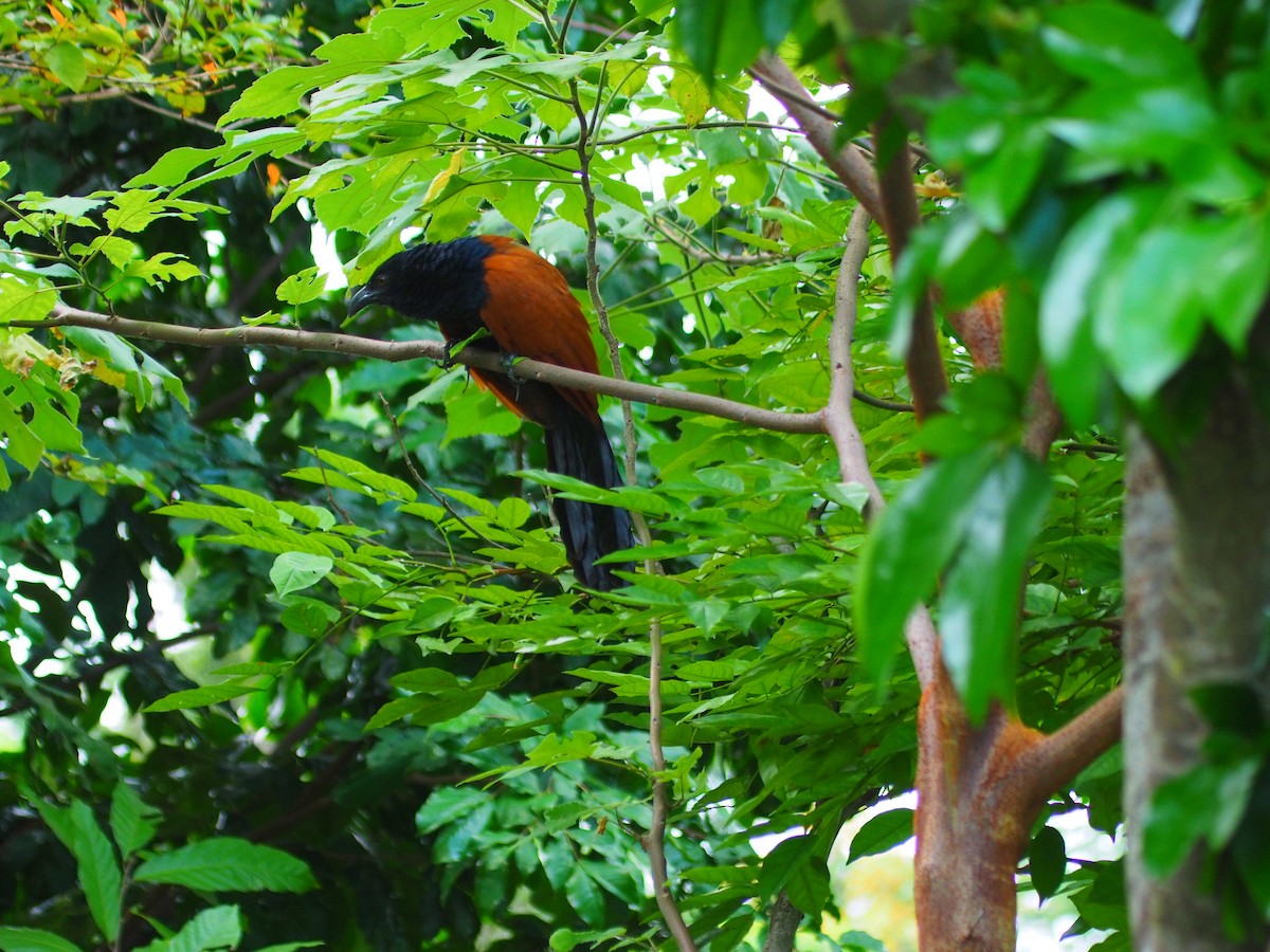 Greater Coucal - ML620164536