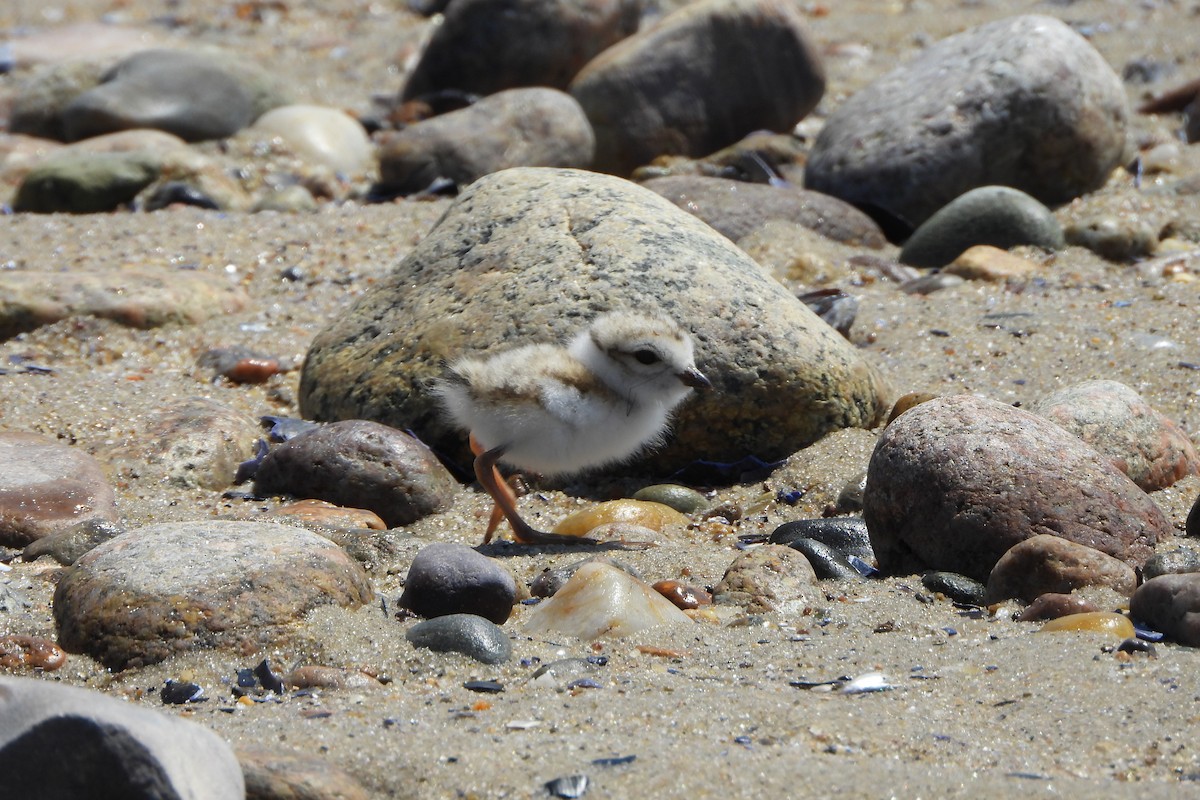 Piping Plover - ML620164543