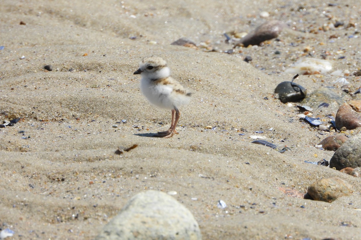 Piping Plover - ML620164544