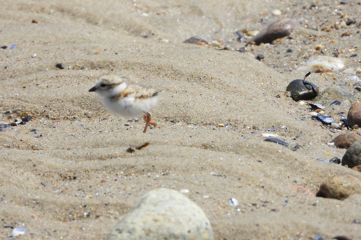 Piping Plover - ML620164545