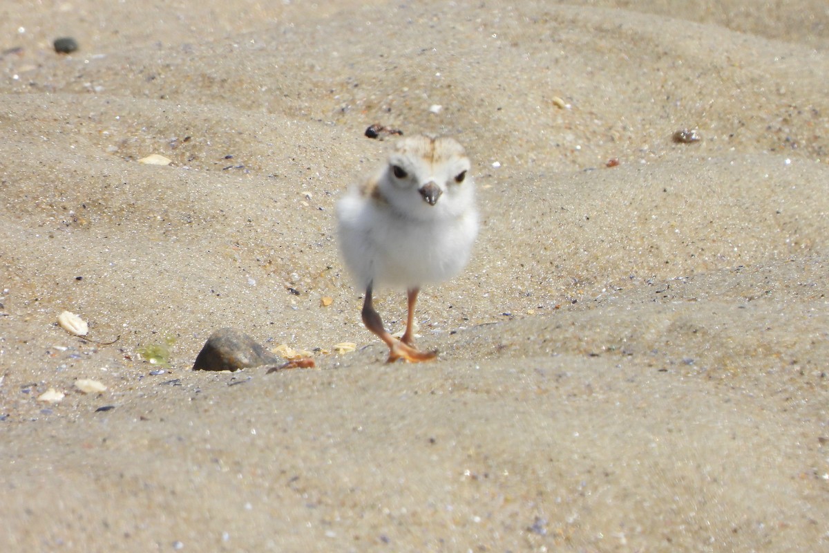 Piping Plover - ML620164546