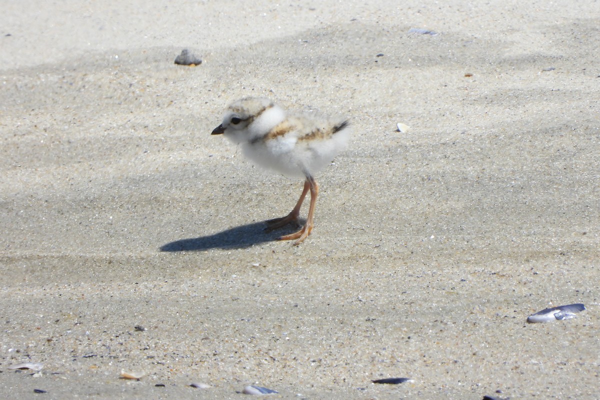Piping Plover - ML620164547