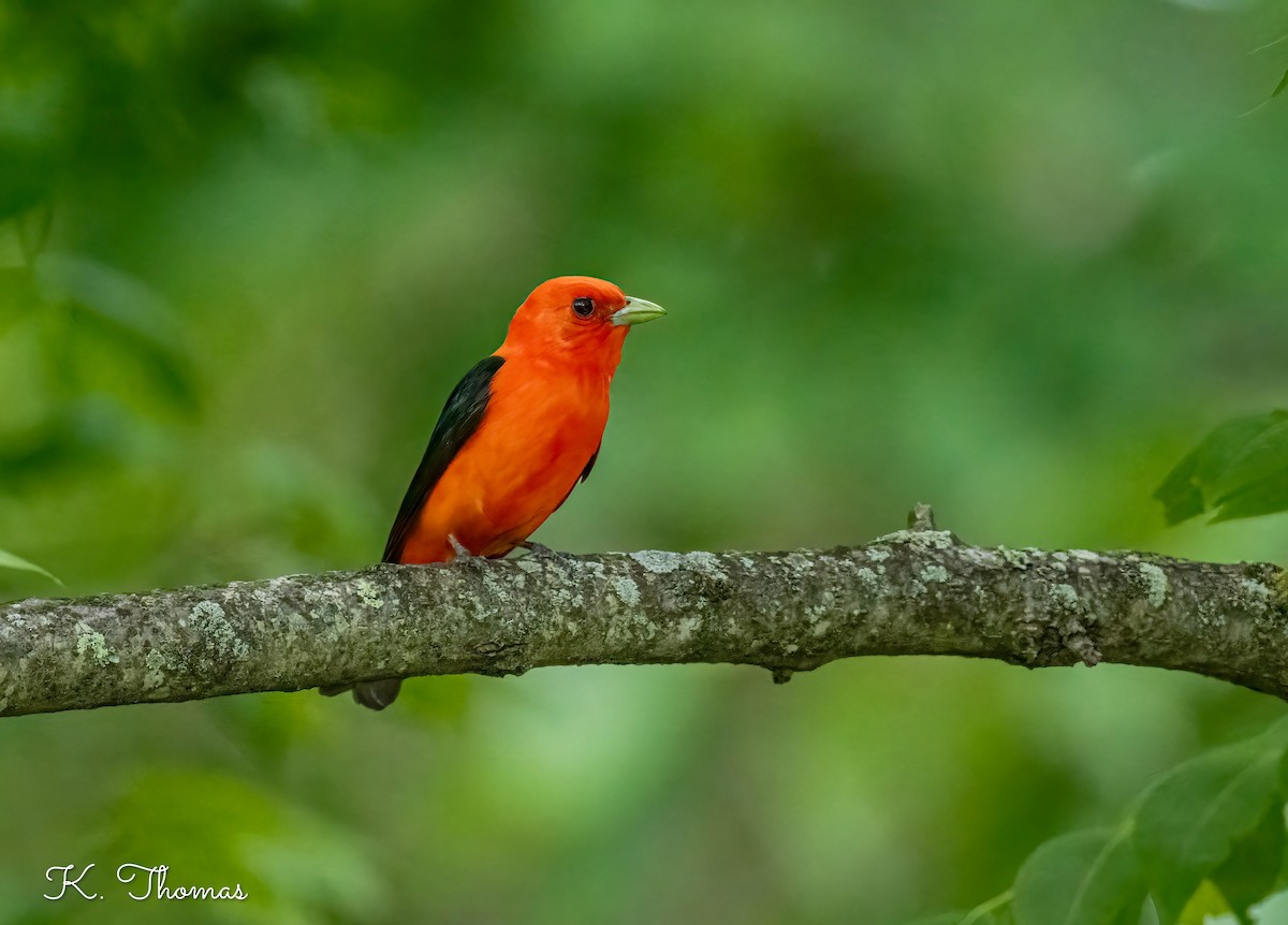 Scarlet Tanager - ML620164555