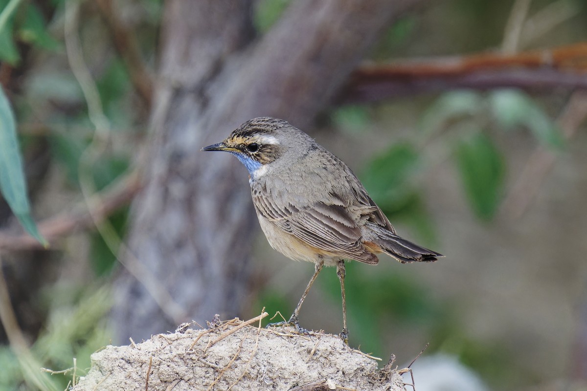 Bluethroat (Red-spotted) - ML620164567