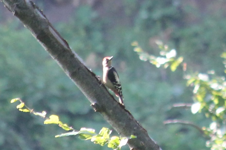 Great Spotted Woodpecker - ML620164572