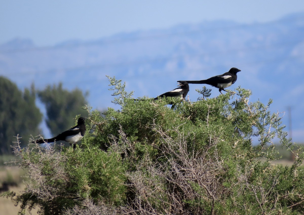 Black-billed Magpie - ML620164573