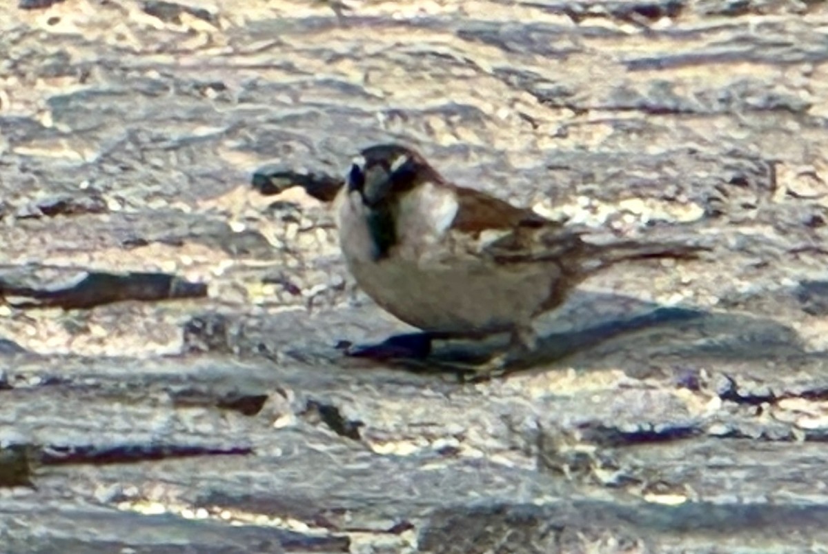 Cape Verde Sparrow - ML620164582