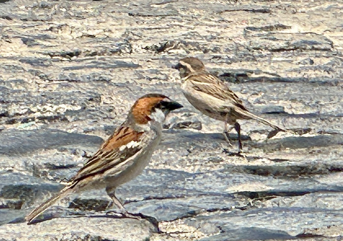Cape Verde Sparrow - ML620164583