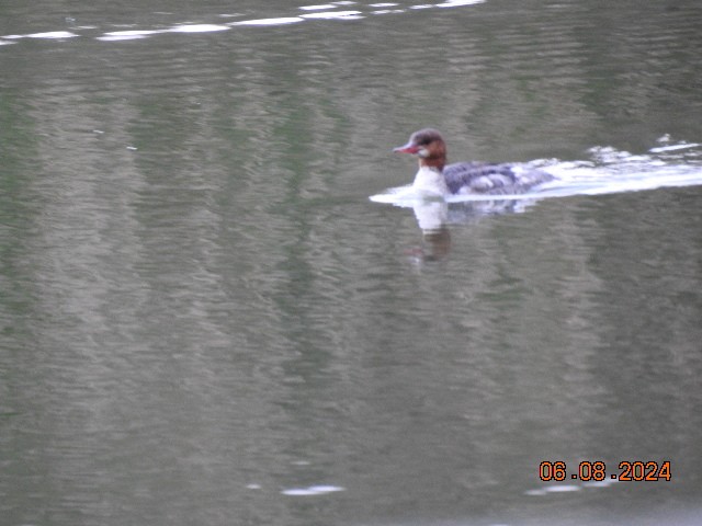 Common Merganser - Josephine Muncy