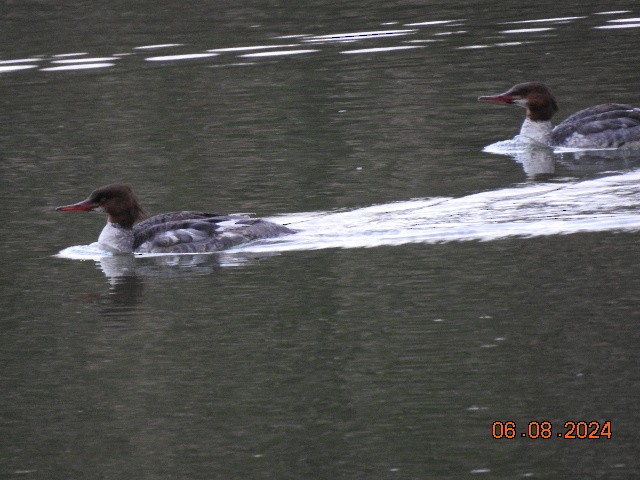 Common Merganser - ML620164589