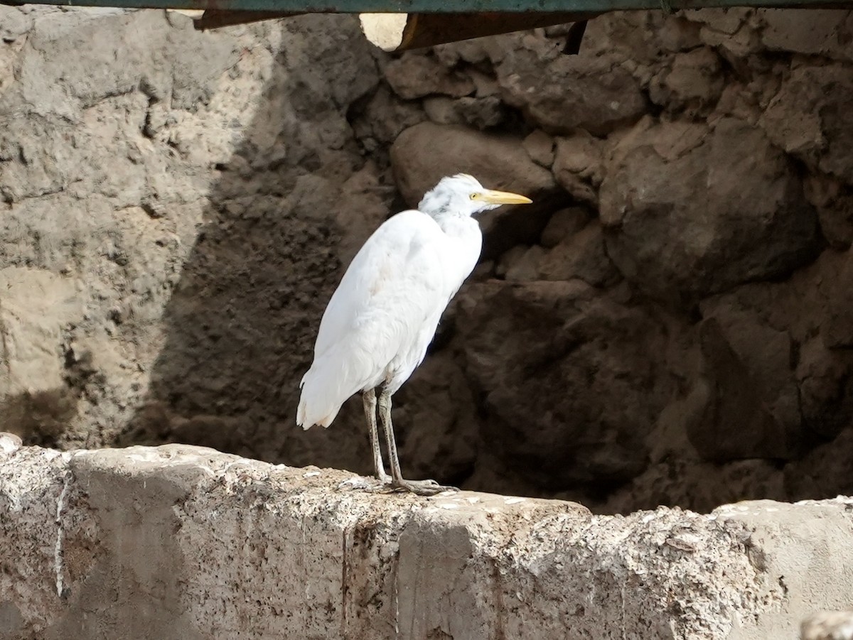 Чапля єгипетська (підвид ibis) - ML620164603