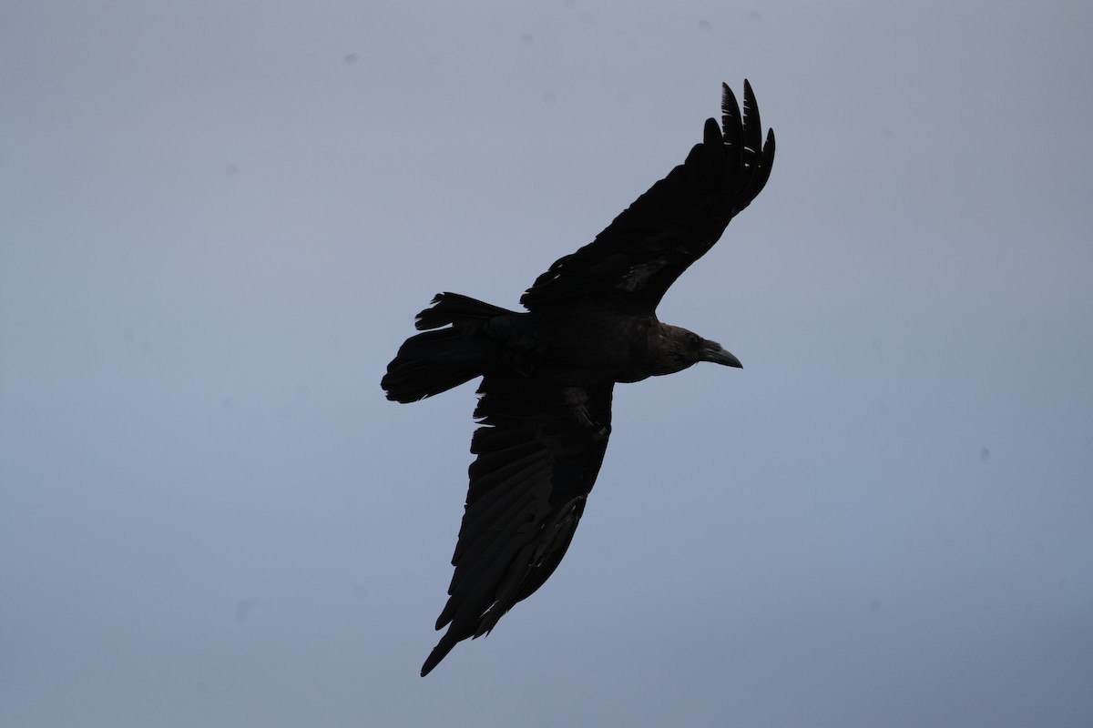Brown-necked Raven - ML620164610