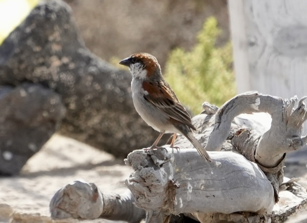 Cape Verde Sparrow - ML620164612