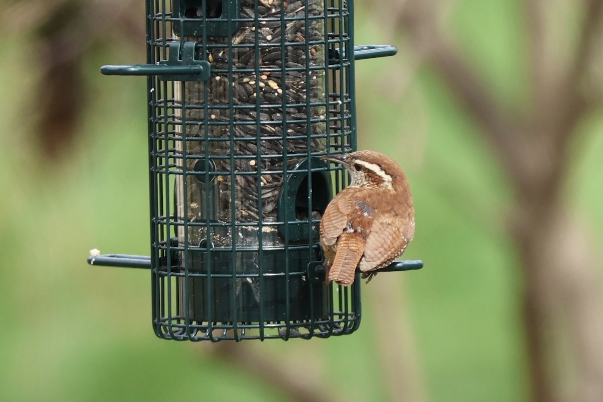 Carolina Wren - ML620164625