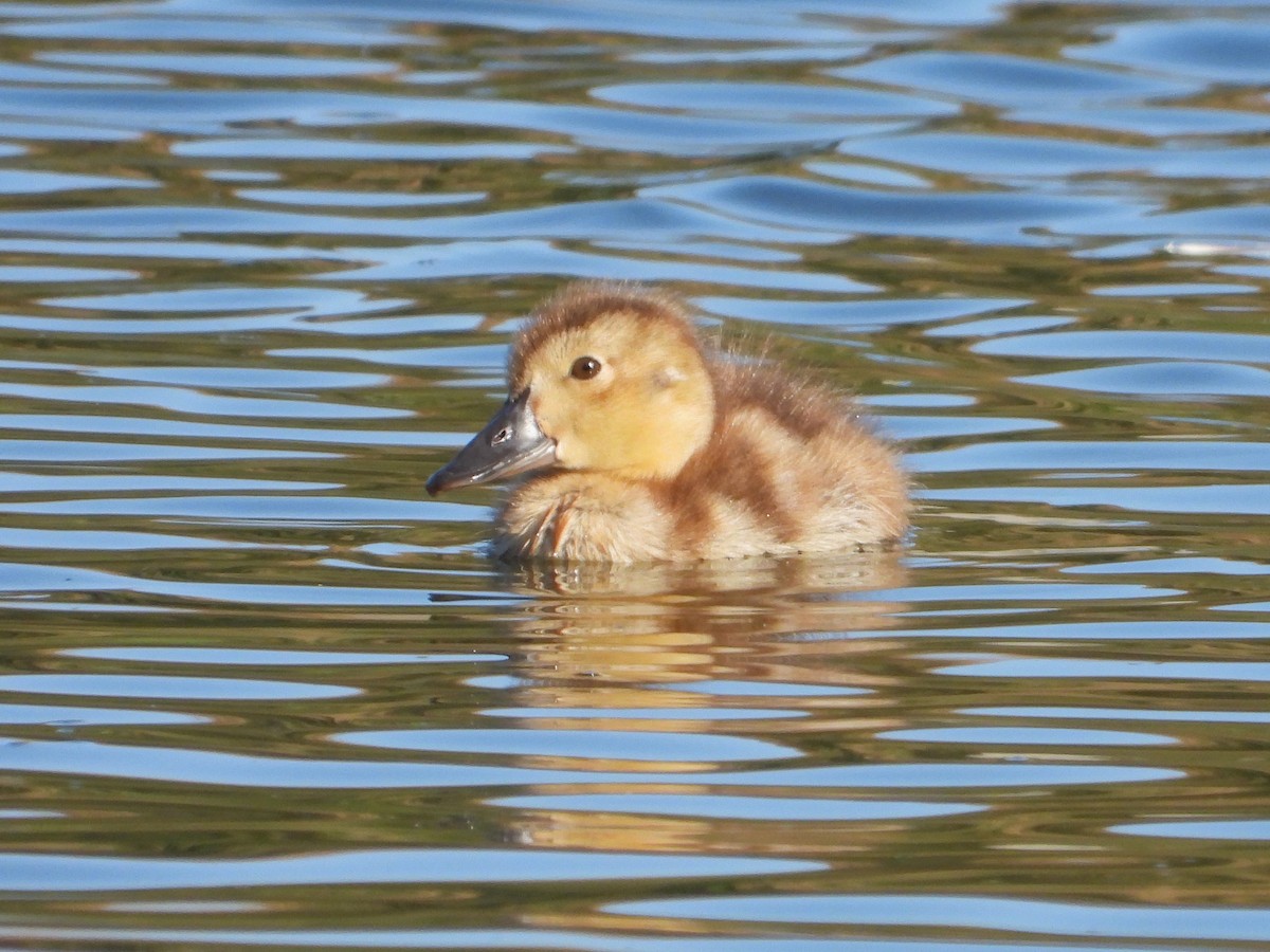 Common Pochard - ML620164629