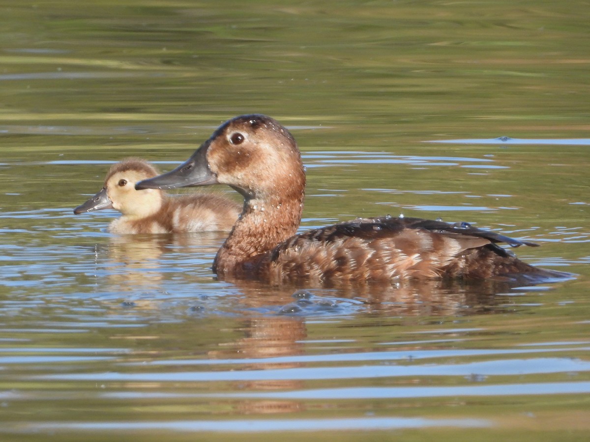 Common Pochard - ML620164630