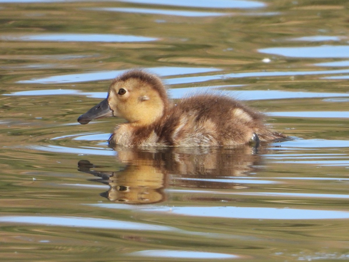 Common Pochard - ML620164631