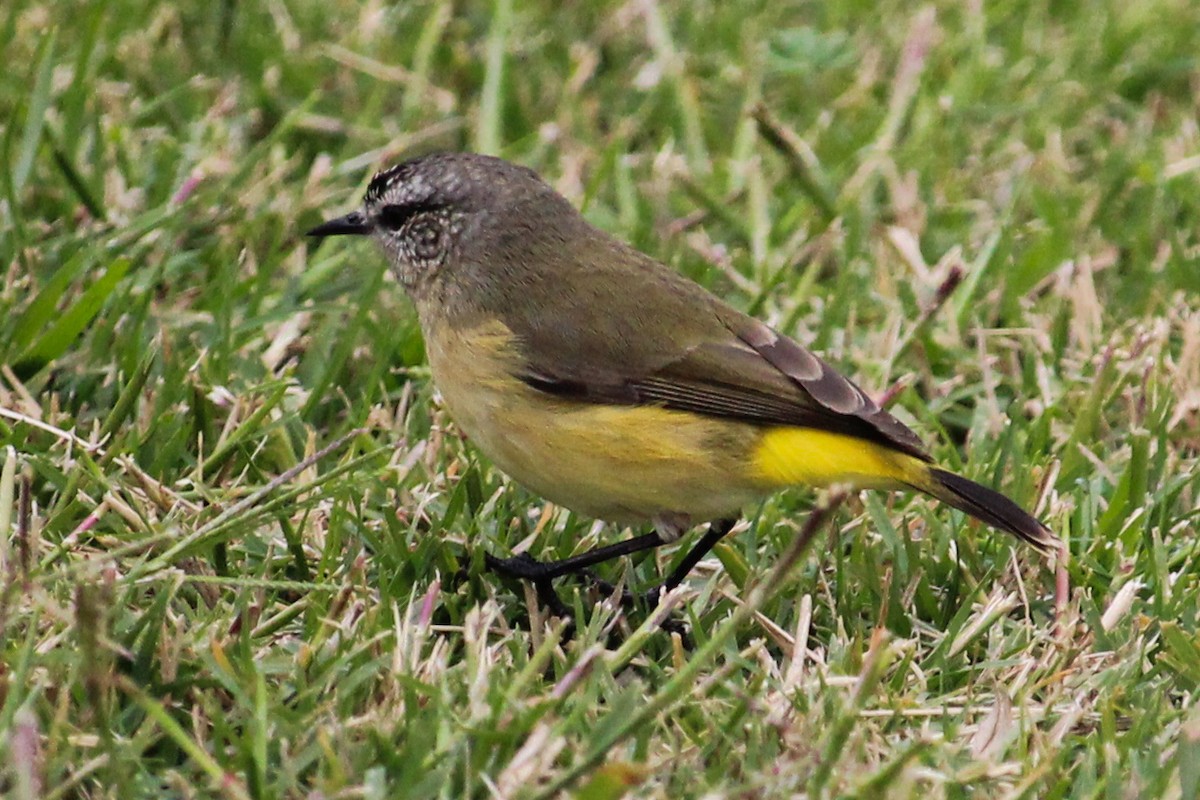 Yellow-rumped Thornbill - ML620164636