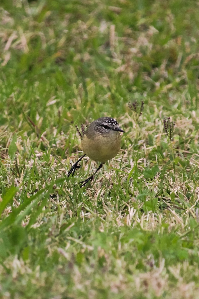 Yellow-rumped Thornbill - ML620164637